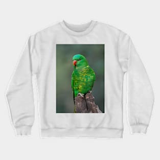 Scaly Breasted Lorikeet Crewneck Sweatshirt